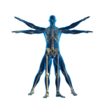Posturopole Homme de Vitruve en 3D