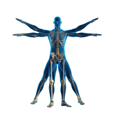 Posturopole Homme de Vitruve en 3D